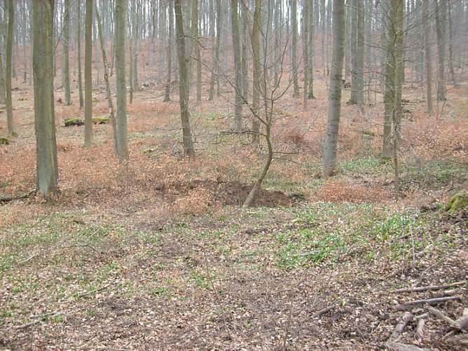 Der Fundort im Wald (Foto: Karl-Heinz Herrmann)