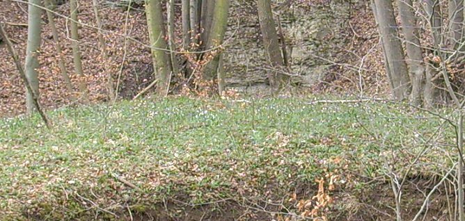 M&auml;rzenbecher-Wiese (Foto: Karl-Heinz Herrmann)