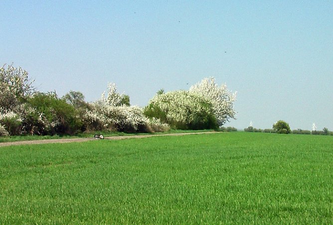 Feuerteufel unterwegs (Foto: Karl-Heinz Herrmann)