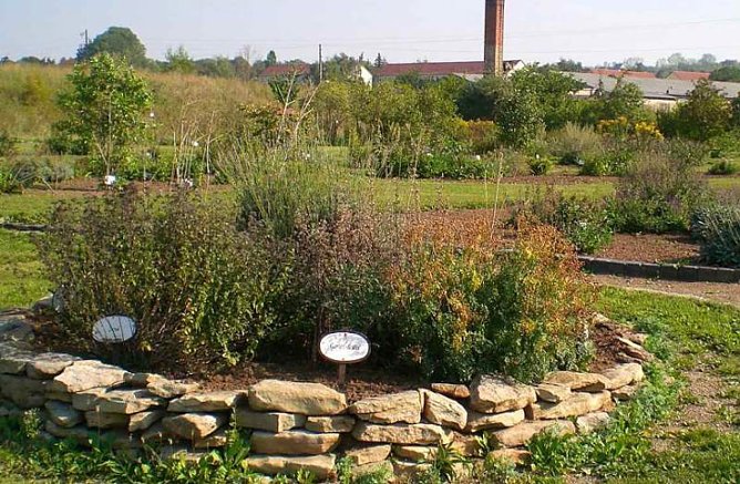Kr&auml;utergarten Artern (Foto: Klaus Henze, Artern)