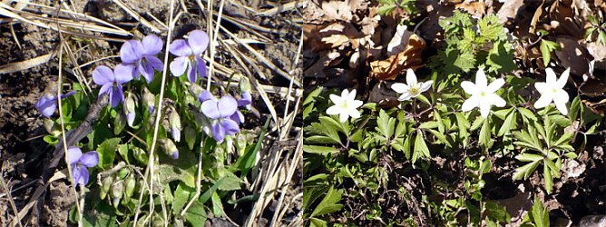 Veilchen und Anemonen (Foto: Hans-J&uuml;rgen Schmidt)