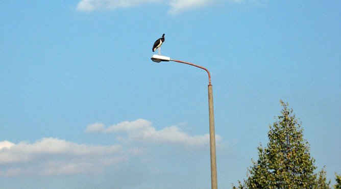 Kopflos in Sondershausen (Foto: Karla Kreyer) Kopflos in Sondershausen (Foto: Karla Kreyer)