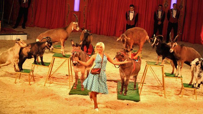 Zirkus Probst (Foto: Zirkus Probst)