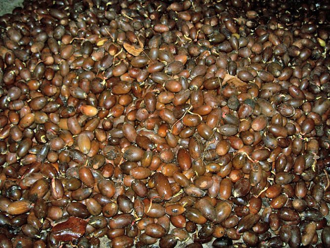 Aufruf zum Sammeln von Eichensaatgut  (Foto: Thomas Deilmannn)