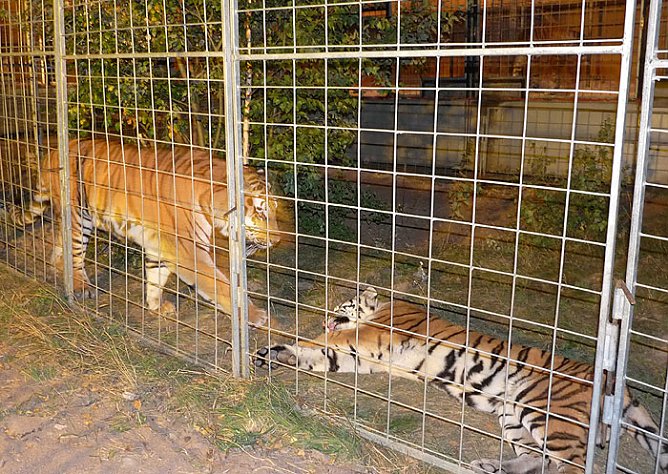 Zirkus Probst (Foto: Karl-Heinz Herrmann)