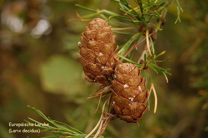 Europäische Lärche-Baum des Jahres 2012 (Foto: Andreas Knoll) Europäische Lärche-Baum des Jahres 2012 (Foto: Andreas Knoll)
