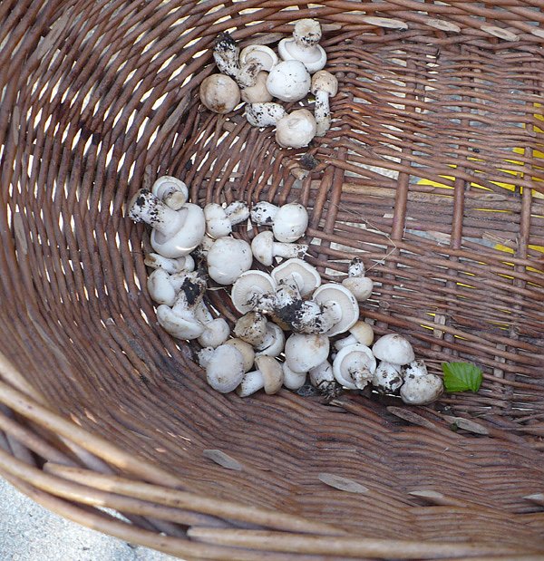 Maipilze im Korb (Foto: Hans-Jürgen Schmidt) Maipilze im Korb (Foto: Hans-Jürgen Schmidt)