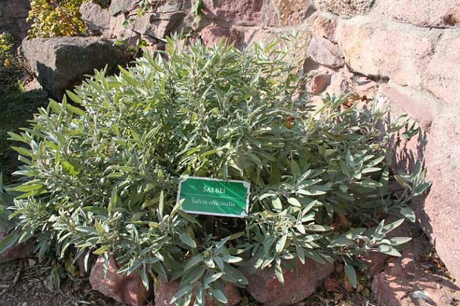 Kr&auml;uter soweit das Auge reicht (Foto: Kyffh&auml;usertourismusverband)