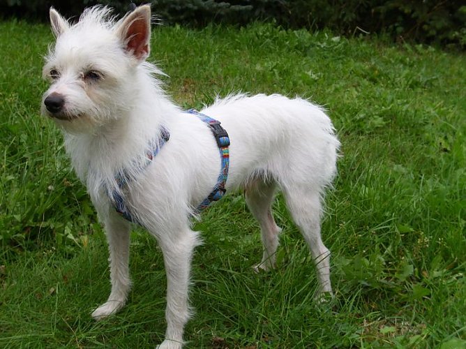 Rocky (Foto: C. Knust) Rocky (Foto: C. Knust)