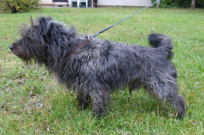 Benny (Foto: C. Knust)