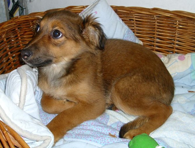 Pepsi (Foto: C. Knust) Pepsi (Foto: C. Knust)