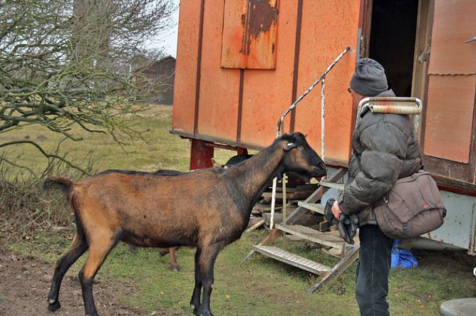 Meckerer auf dem Frauenberg (Foto: Hans-J&uuml;rgen Schmidt)