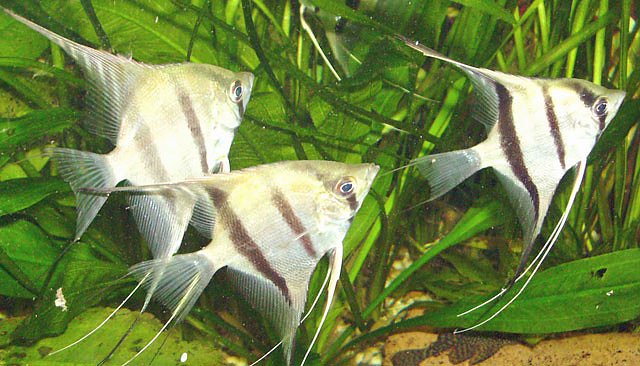 Altum's (Foto: Jens Steiner)