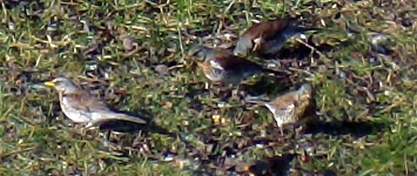 Unbekanntes Flugobjekt (2) (Foto: Familie Kieper)