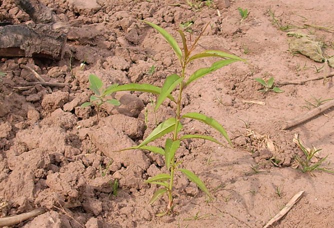Pfirsichb&auml;umchen (Foto: Karl-Heinz Herrmann)