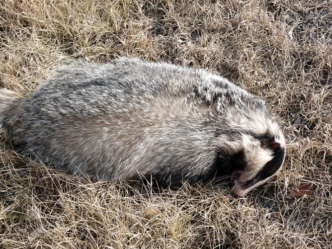 Der Schein trügt (Foto: Karl-Heinz Herrmann) Der Schein trügt (Foto: Karl-Heinz Herrmann)