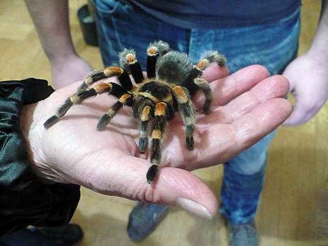 Die Welt der Riesenspinnen (Foto: Hans-J&uuml;rgen Schmidt)