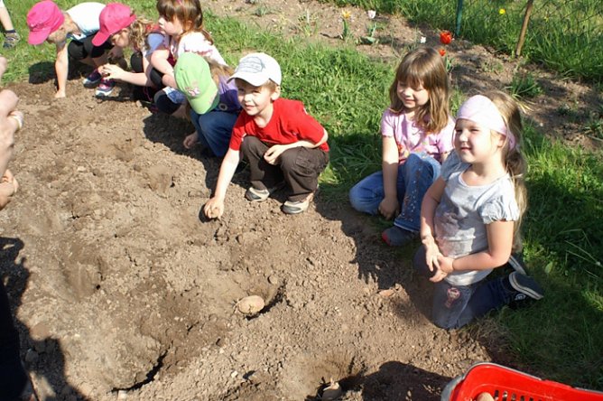 Kartoffeln (Foto: Thomas Leipold)