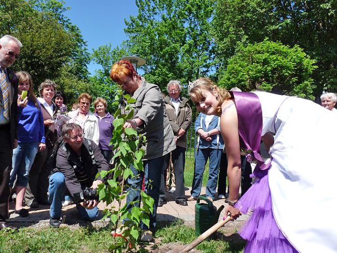 Flieder geehrt (Foto: Karl-Heinz Herrmann)