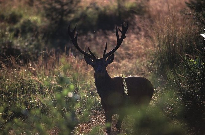 rothirsch (Foto: harz) rothirsch (Foto: harz)