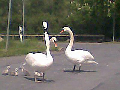 Schw&auml;ne gehen spazieren (Foto: Sabine Tanck)