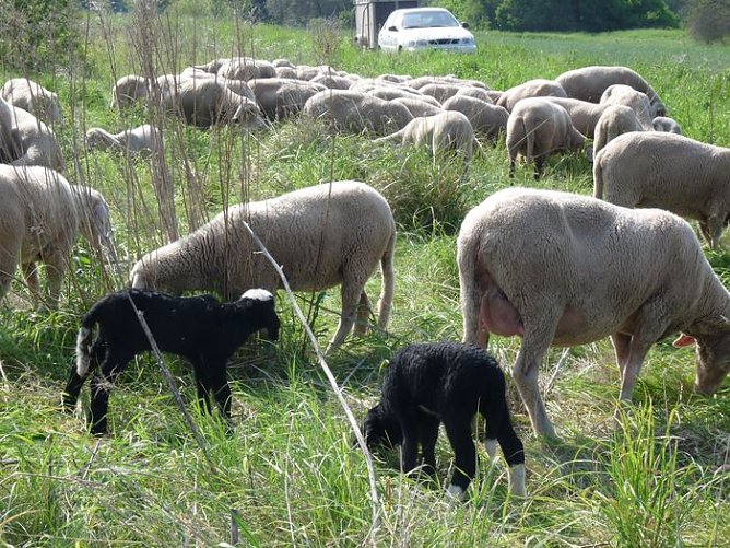 Neuer Schäfer (Foto: Karl-Heinz Herrmann) Neuer Schäfer (Foto: Karl-Heinz Herrmann)