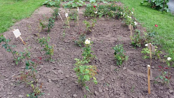 Zu Rosen informiert (Foto: Karl-Heinz Herrmann)