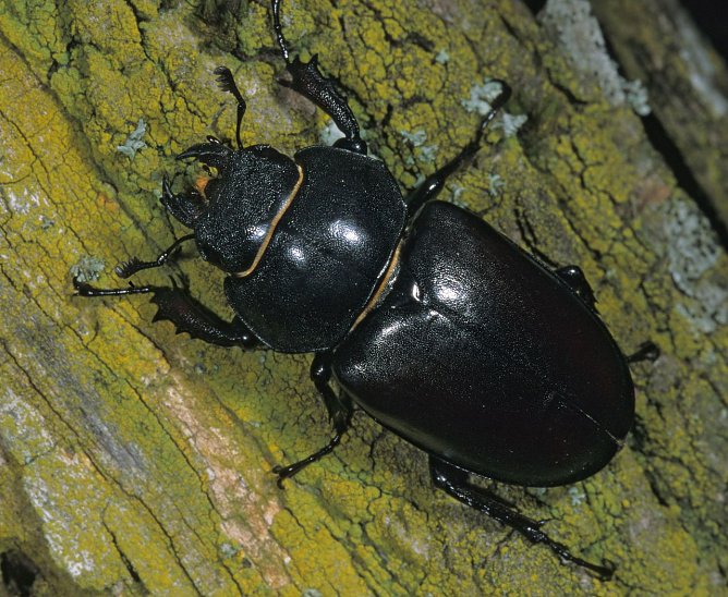 Das Weibchen (Foto: privat) Das Weibchen (Foto: privat)