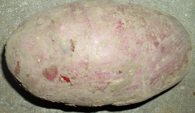 Aus den Kleing&auml;rten (Foto: Thomas Leipold)