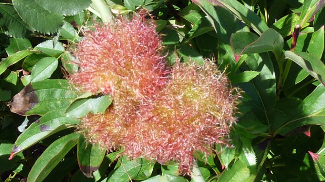 Kein Rätsel mehr (Foto: Karl-Heinz Herrmann) Kein Rätsel mehr (Foto: Karl-Heinz Herrmann)