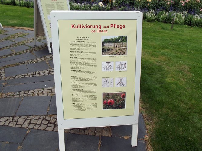 Kleing&auml;rtner auf Dahlienschau (Foto: Thomas Leipold)