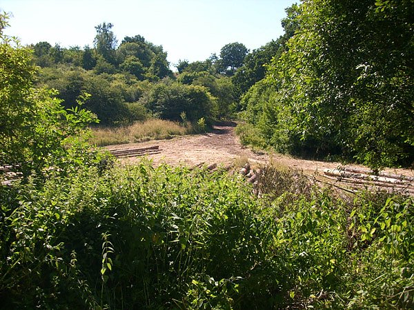 Fichteneinschlag (Foto: Karl-Heinz Herrmann)