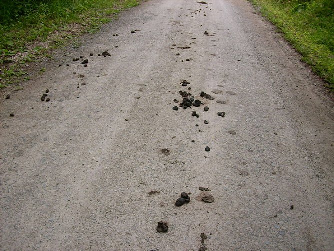 Hinterlassenschaften auf dem Hauptwanderweg (Foto: Karl-Heinz Herrmann)