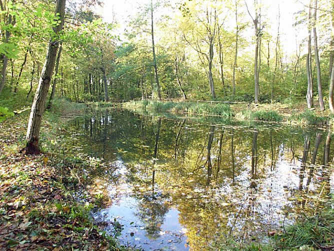 Biotope begutachtet (Foto: Forstamt Oldisleben) Biotope begutachtet (Foto: Forstamt Oldisleben)