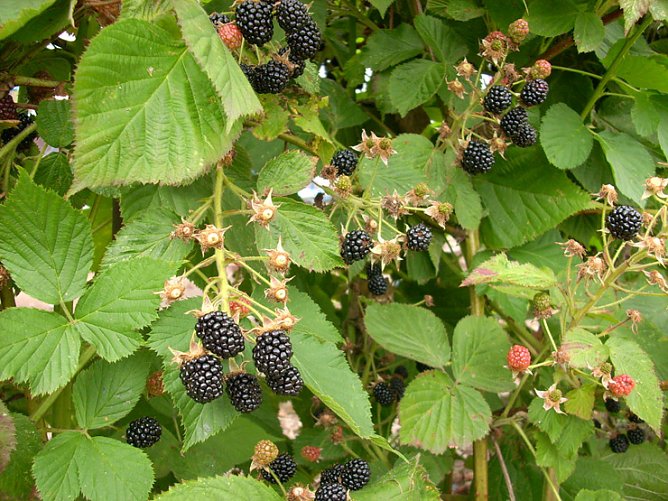 Reife Brombeeren (Foto: Karl-Heinz Herrmann)
