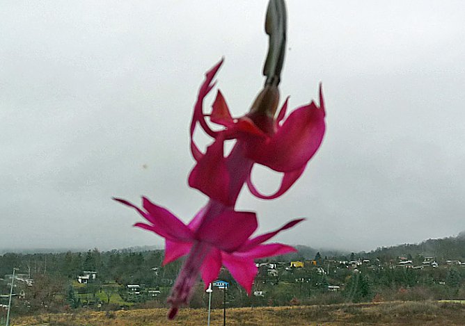 Frohes Weihnachtsfest (Foto: Karl-Heinz Herrmann) Frohes Weihnachtsfest (Foto: Karl-Heinz Herrmann)