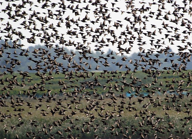 Soweit die Flügel tragen (Foto: Regionalmuseum Bad Frankenhausen) Soweit die Flügel tragen (Foto: Regionalmuseum Bad Frankenhausen)