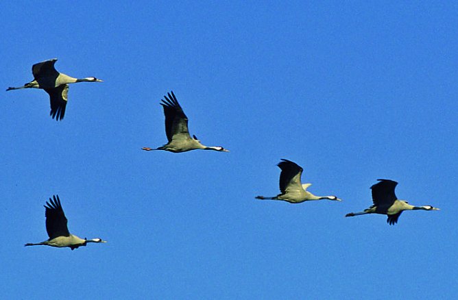 Soweit die Flügel tragen (Foto: Regionalmuseum Bad Frankenhausen) Soweit die Flügel tragen (Foto: Regionalmuseum Bad Frankenhausen)