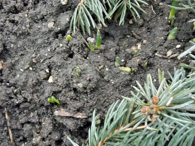 Frühblüher kommen schon! (Foto: Thomas Leipold) Frühblüher kommen schon! (Foto: Thomas Leipold)