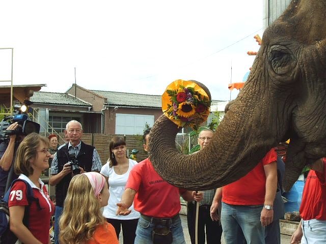 Blumen f&uuml;r die halbe Million (Foto: nh)