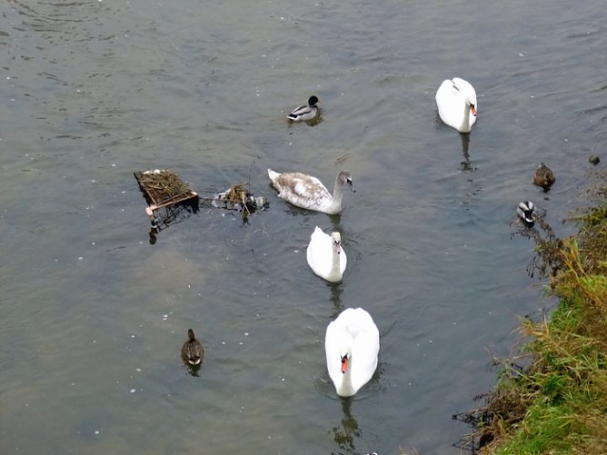 Dicht umlagert (Foto: Dorothea Kieper) Dicht umlagert (Foto: Dorothea Kieper)