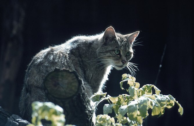 Zum Thema Wildkatze (Foto: A, Westermann)