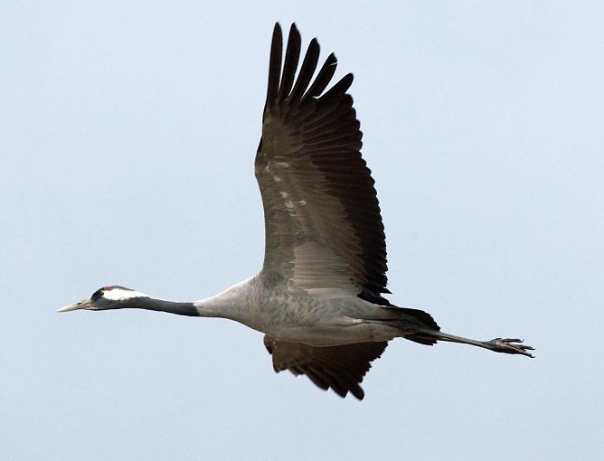 Auf dem Weg nach Norden (Foto: K. Karkow) Auf dem Weg nach Norden (Foto: K. Karkow)