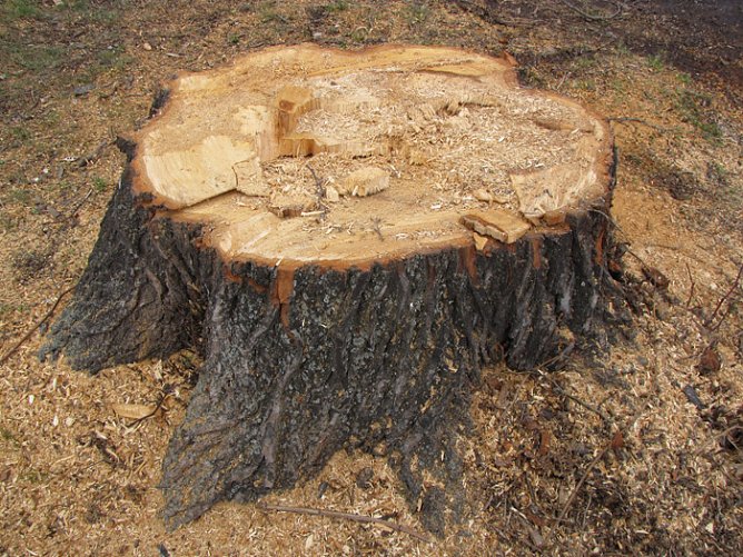 kn-Forum: Bäume in Frankenhausen (Foto: Andreas Zeidler) kn-Forum: Bäume in Frankenhausen (Foto: Andreas Zeidler)