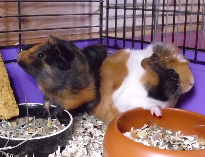 Zwei von vier (Foto: C. Knust)