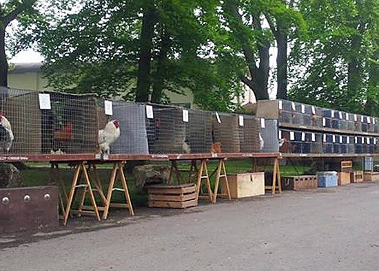 H&auml;hne kr&auml;hen (Foto: Ferienpark Feuerkuppe)