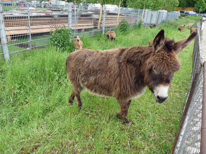 Mühlentag in Bottendorf (Foto: Karl-Heinz Herrmann) Mühlentag in Bottendorf (Foto: Karl-Heinz Herrmann)