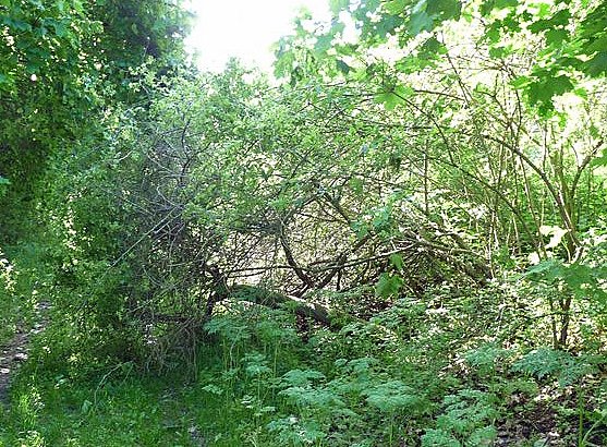 Es pl&auml;tschert das Wasser, (Foto: Karl-Heinz Herrmann)
