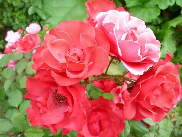 Zeit der Rosen (Foto: Thomas Leipold) Zeit der Rosen (Foto: Thomas Leipold)