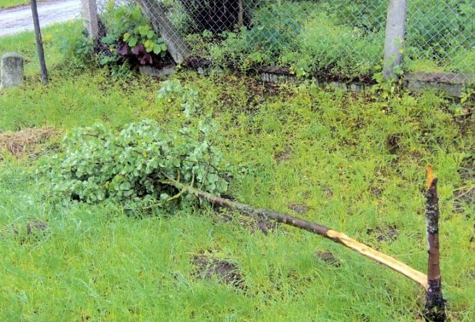 Bäume umgeknickt (Foto: Polizei) Bäume umgeknickt (Foto: Polizei)